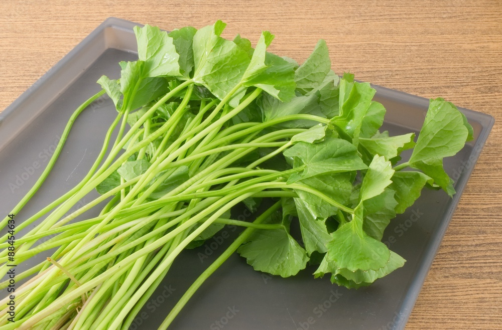 Centella Asiatica or Gotu Kola on A Tray Centella Asiatica or Gotu Kola on A Tray
