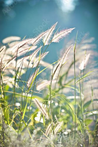 abstract softness white Feather Grass with retro sky blue backgr