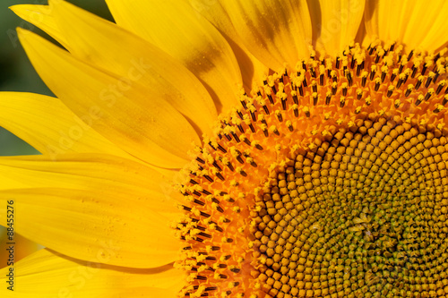 closeup of sunflower