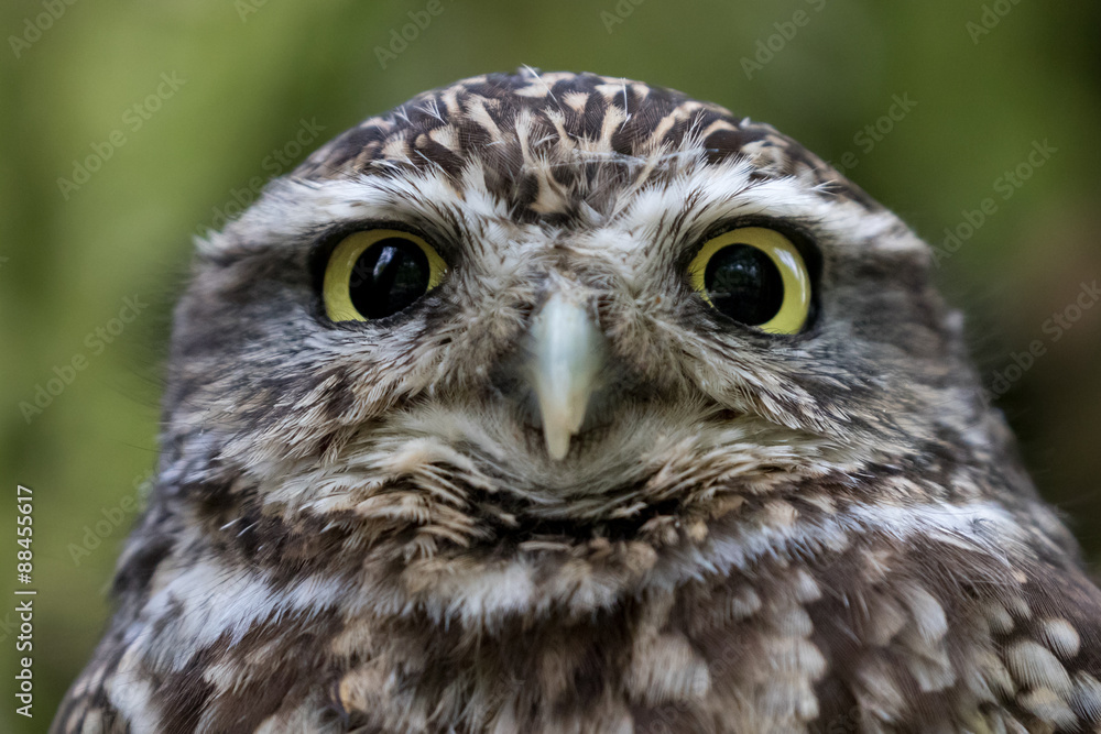 Little owl headshot with green background.