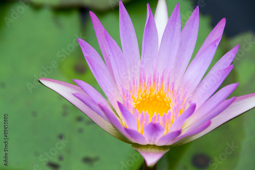 pink lotus over the water close up