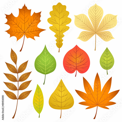 autumn leaves collection