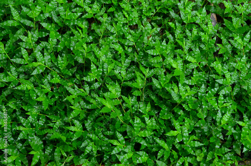 grass grass