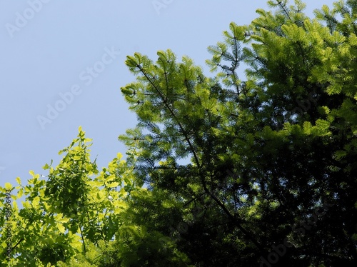 green trees for cool relaxing