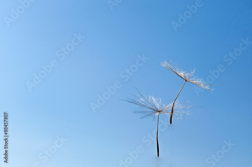 Foto Dandelion