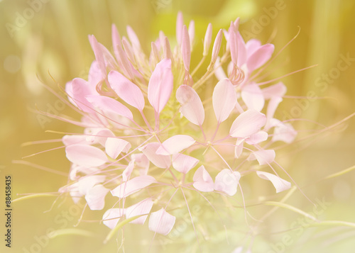 Flower in soft focus