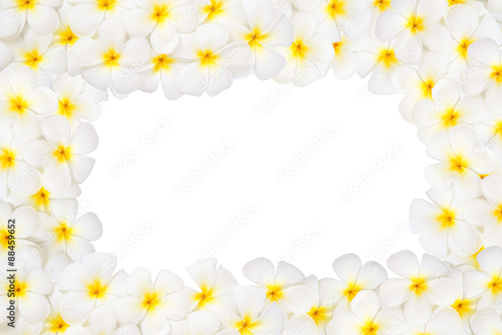 Frangipani flower frame isolated on white background