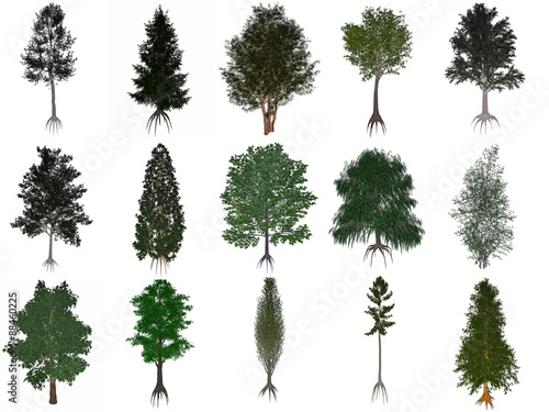 Fotografi Set or collection of common trees - 3D render
