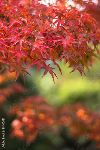 autumnal background  slightly defocused red marple leaves