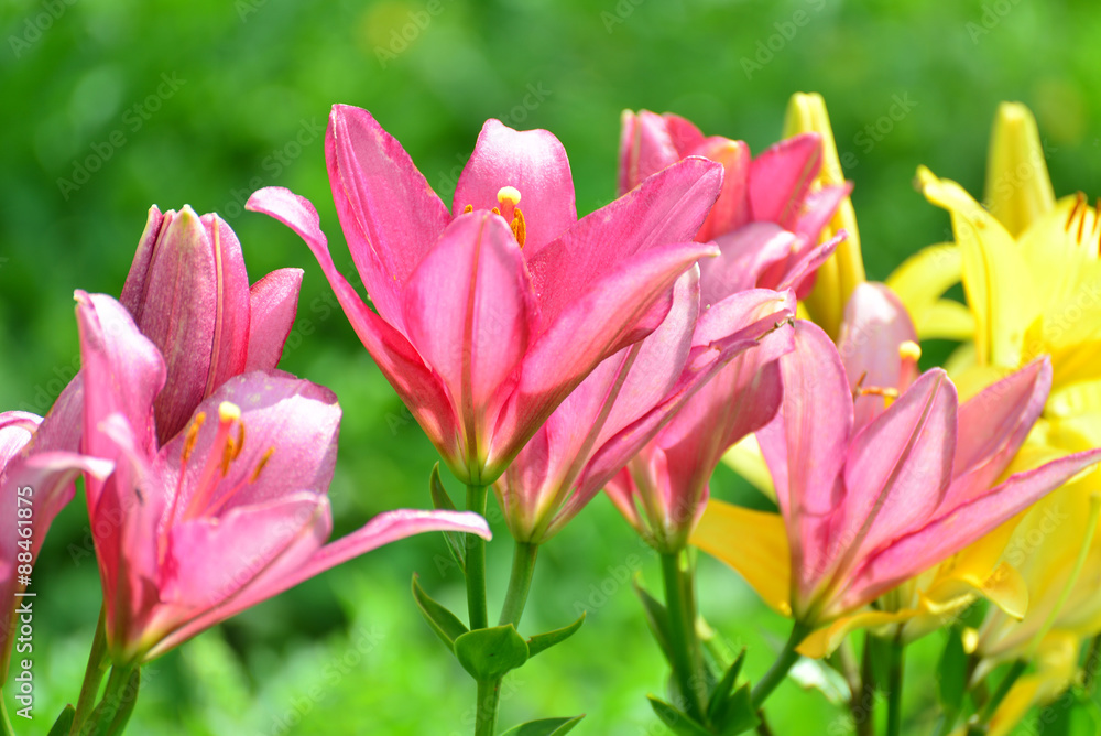 Lilies in drops of water after rain