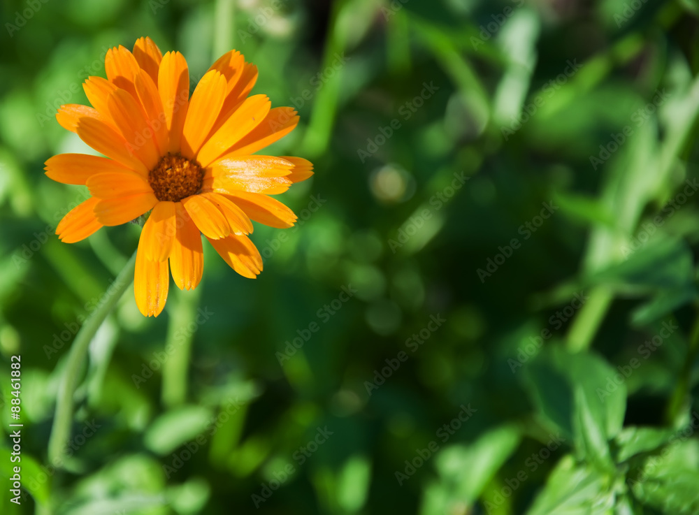 Bright Yellow Flower Selective focus (shallow depth of field) Bright Yellow Flower Selective focus (shallow depth of field)