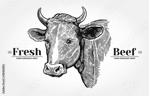 Cows head, hand drawn in a graphic style. With the words "Fresh beef".