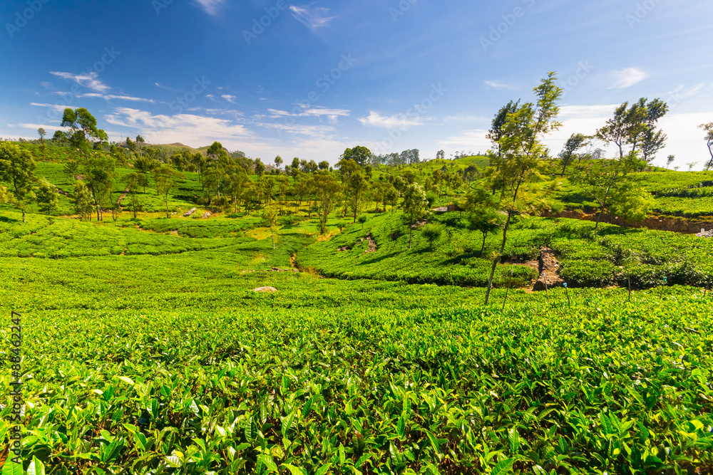 Tea plantation green landscape in Sri Lanka