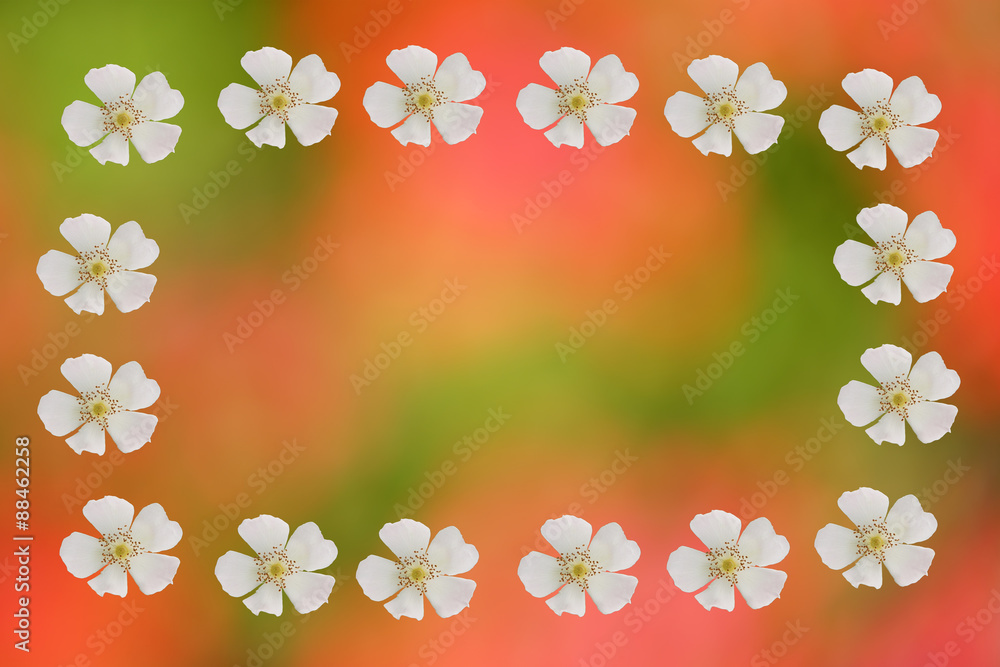 Hintergrund unscharfe Blumen mit Umrahmung aus Wildrosen