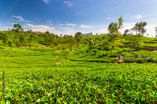Tea plantation green landscape in Sri Lanka