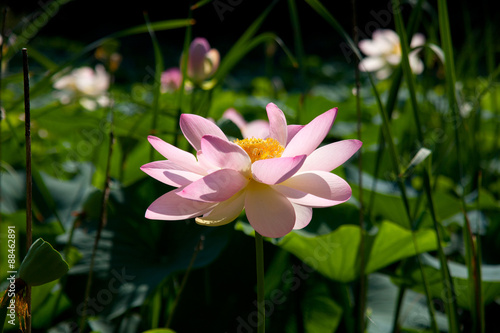 Lotus flower