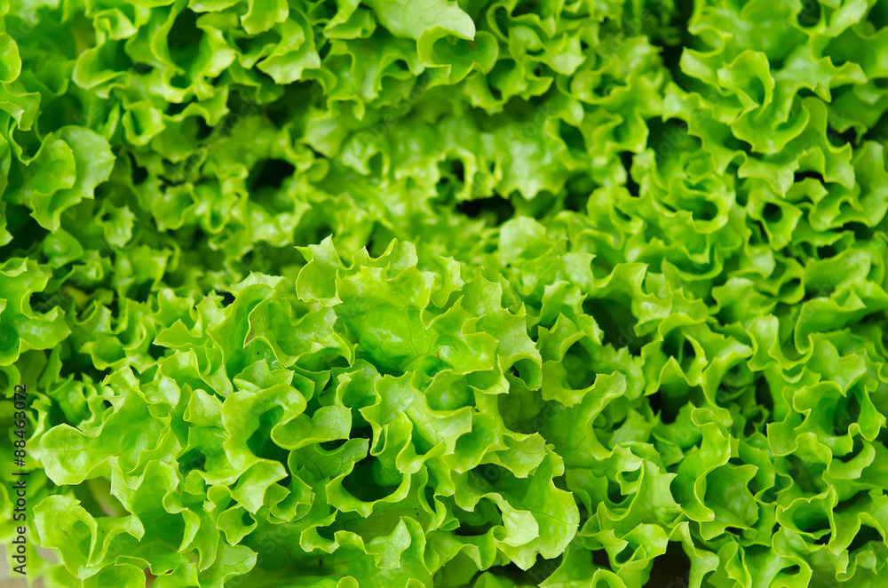 Fresh green lettuce salad leaves closeup Fresh green lettuce salad leaves closeup