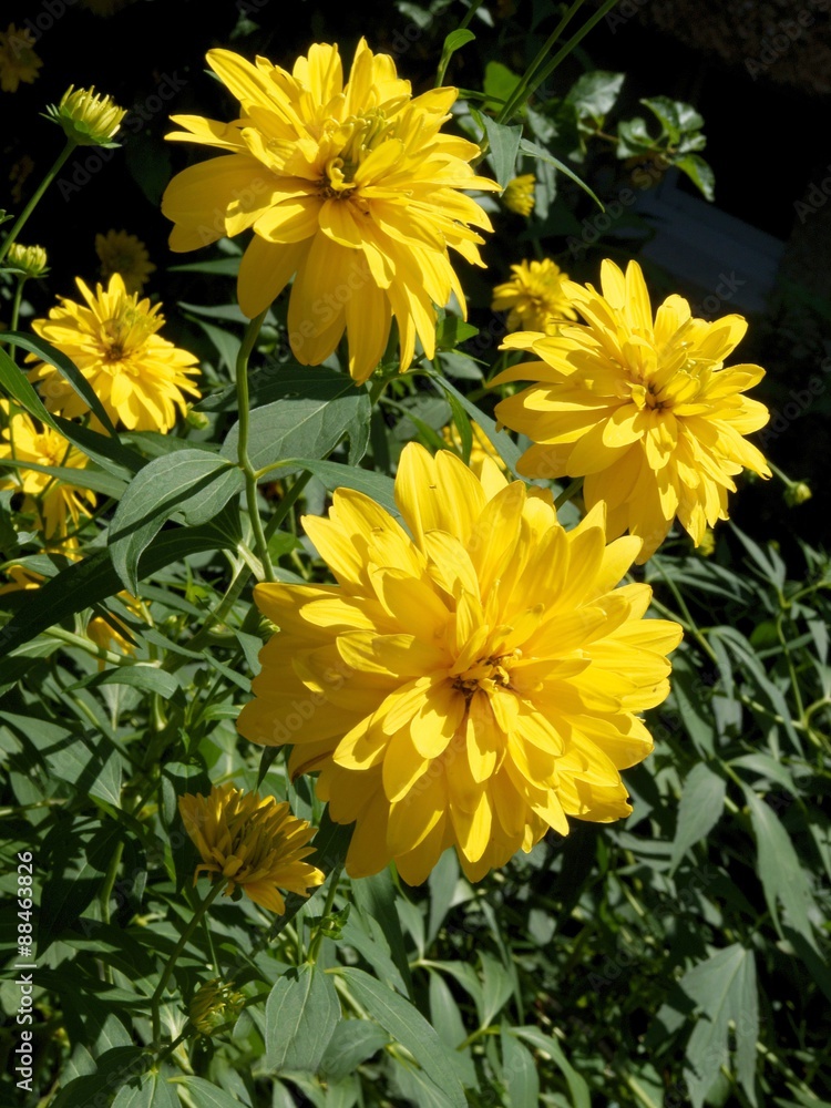 yellow flowers of false sunflower perennial plant yellow flowers of false sunflower perennial plant