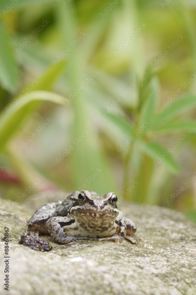 Frosch Frosch