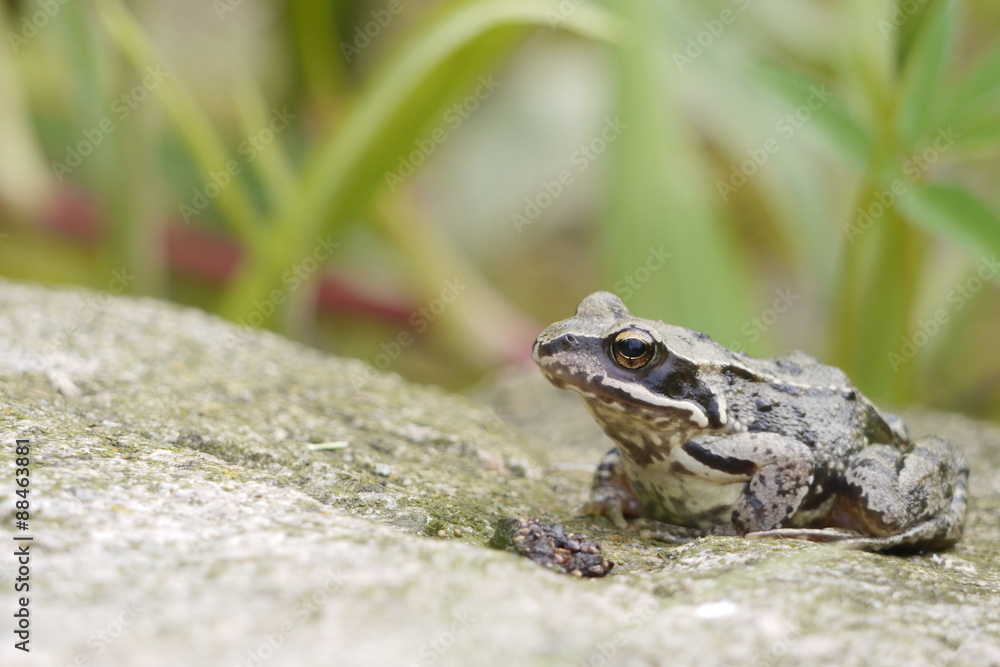 Obraz premium Frosch