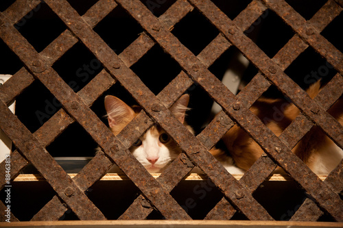 a prisioner cat photo
