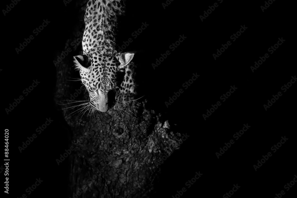 Fototapeta premium Leopard marks his territory on a tree in darkness artistic conve