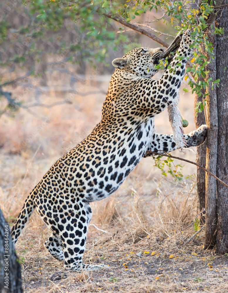 Obraz premium Strong and hungry leopard catch a rock python to eat