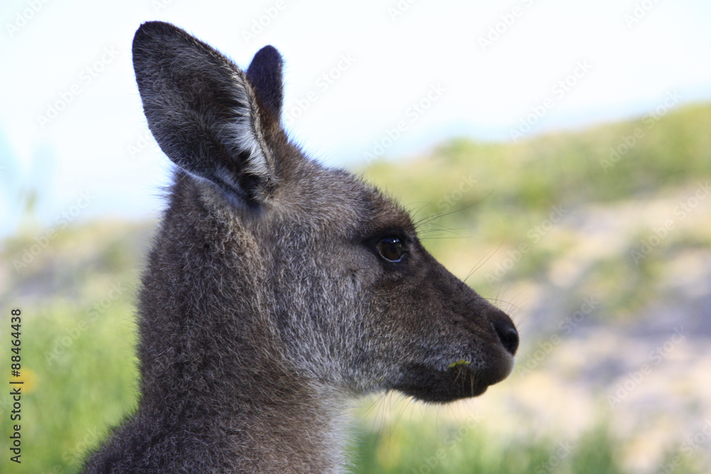 Fototapeta premium kangaroo, australia