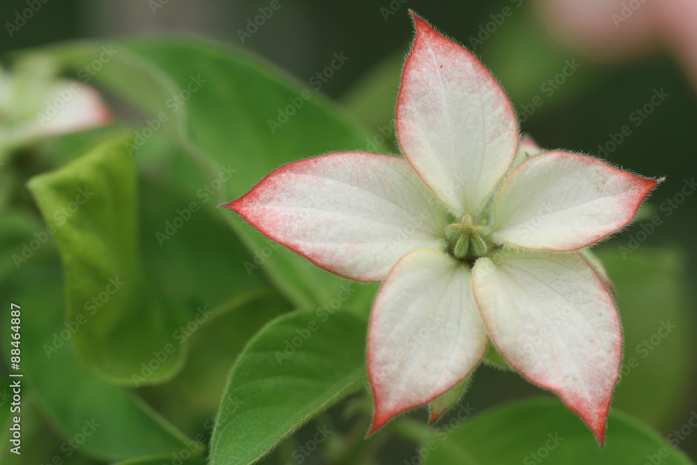 Fototapeta premium Flower