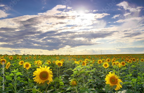 Fototapeta Naklejka Na Ścianę i Meble -  sunset landscape at sunflower field.