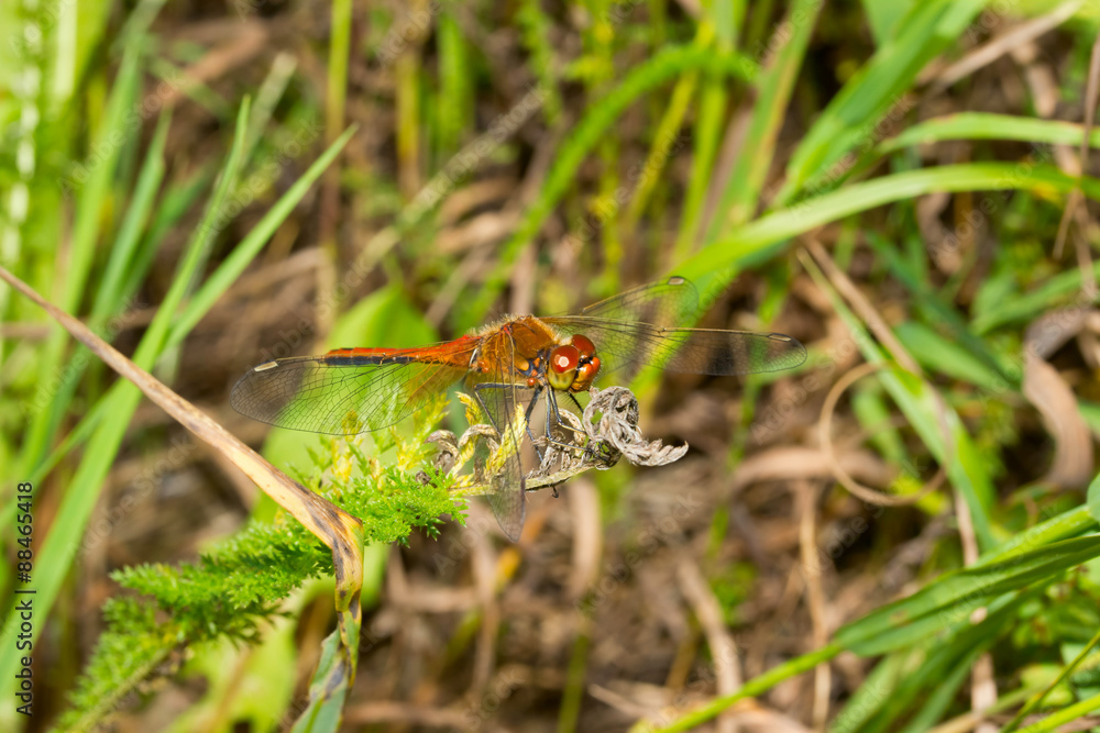 Insect macro dragonfly perched on a green leaf Insect macro dragonfly perched on a green leaf