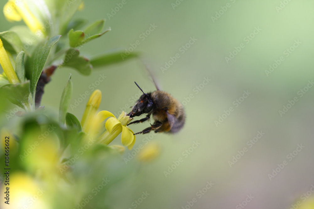 Closeup flying bee on a yellow flower. Honeybee on a spring flower. Closeup flying bee on a yellow flower. Honeybee on a spring flower.