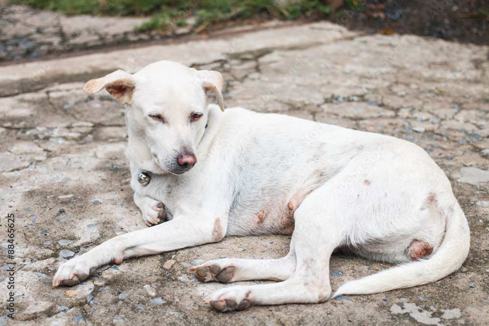 The white dog is my best friend. It's blind in one eye The white dog is my best friend. It's blind in one eye