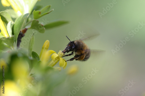 Closeup flying bee on a yellow flower. Honeybee on a spring flower. © BOV