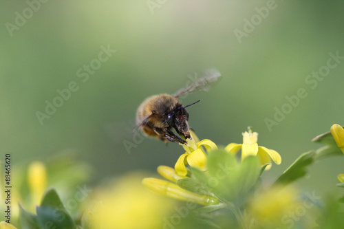 Closeup flying bee on a yellow flower. Honeybee on a spring flower. © BOV