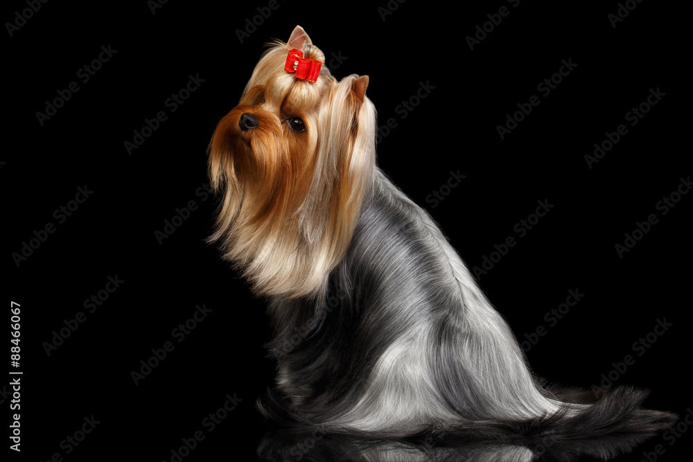 Naklejka premium Yorkshire Terrier Dog with long groomed Hair Sits on black