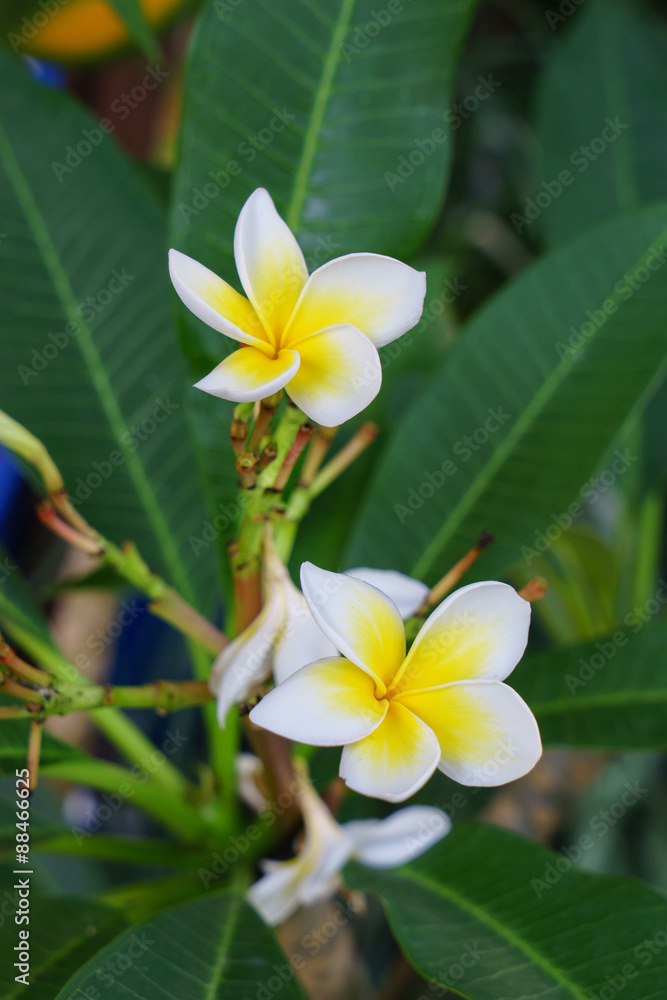 Obraz premium Plumeria