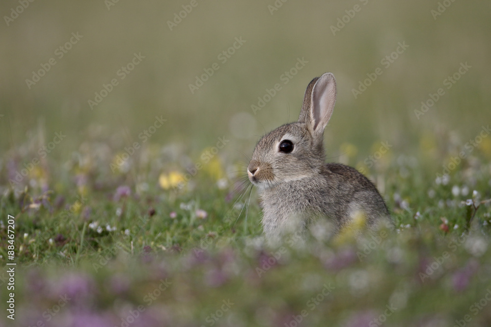 Rabbit, Oryctolagus cuniculus Rabbit, Oryctolagus cuniculus