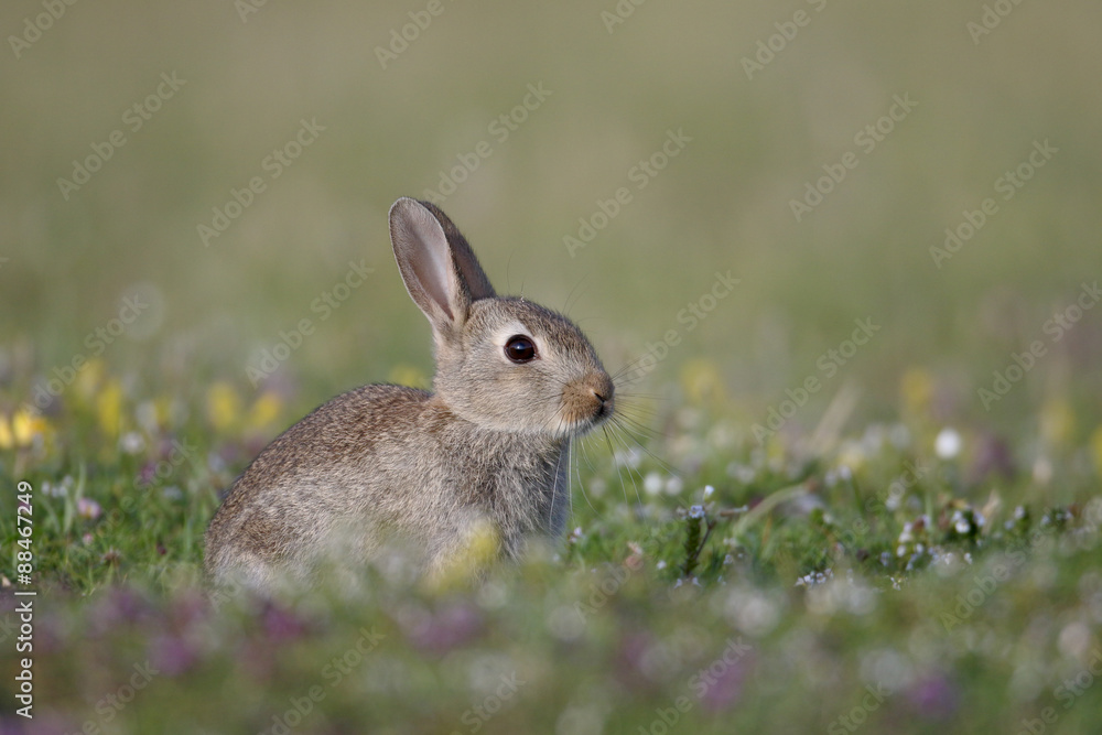 Rabbit, Oryctolagus cuniculus Rabbit, Oryctolagus cuniculus