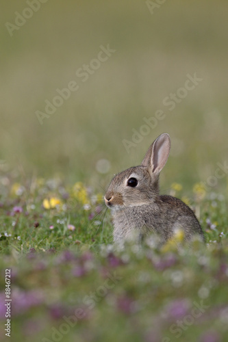Rabbit, Oryctolagus cuniculus © Erni