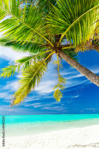 Single vibrant coconut palm tree on a tropical beach
