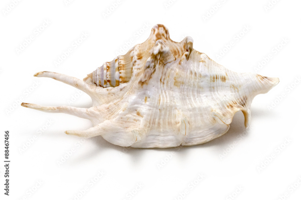 Ocean Sea Conch isolated on white background with shadow. Studio stock photo. Ocean Sea Conch isolated on white background with shadow. Studio stock photo.