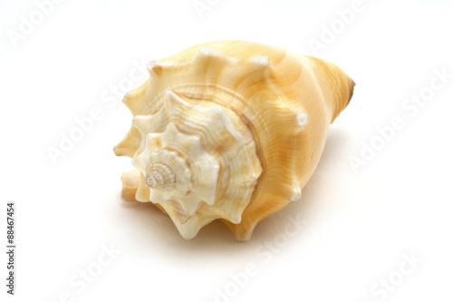Ocean Sea Conch isolated on white background with shadow. Studio stock photo.