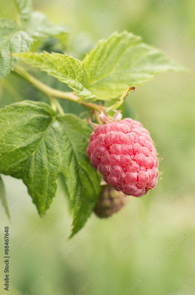Ripe raspberries on a branch Ripe raspberries on a branch