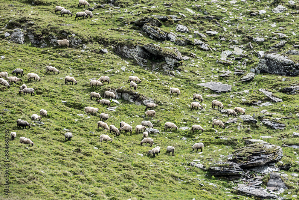Landscape With Sheep. Grazing in High Mountains. Landscape With Sheep. Grazing in High Mountains.