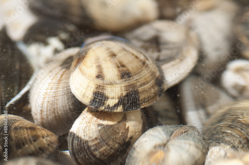 Closeup of the clams