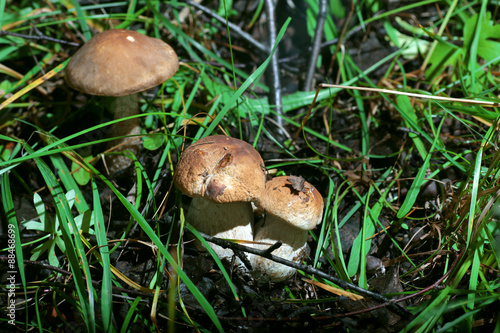 collect porcini mushrooms in nature