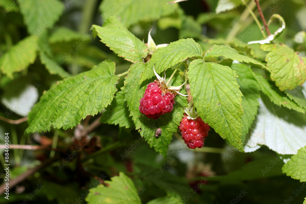 harvest raspberries on the bush harvest raspberries on the bush