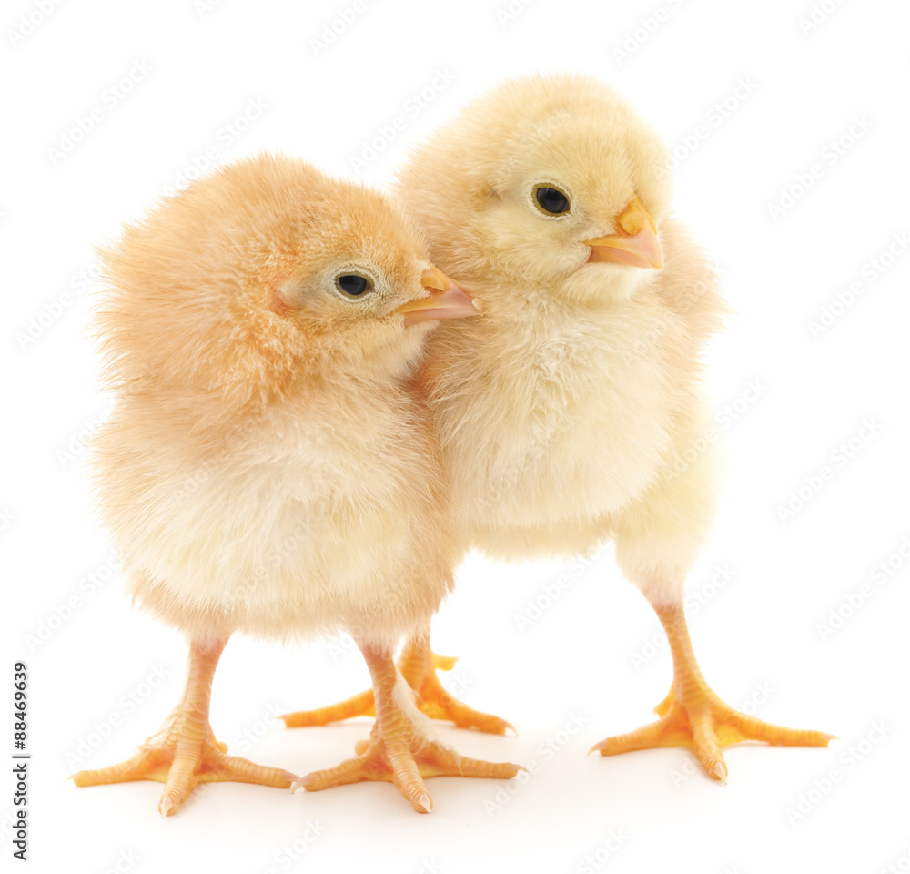 Fototapeta premium Kurczaki.