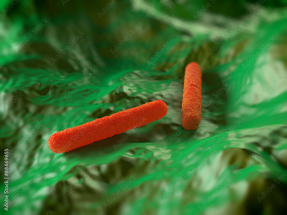 Clostridium botulinum bacterium StockIllustration Adobe Stock